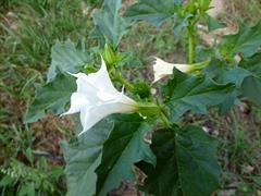 تاتوره استرامونیوم